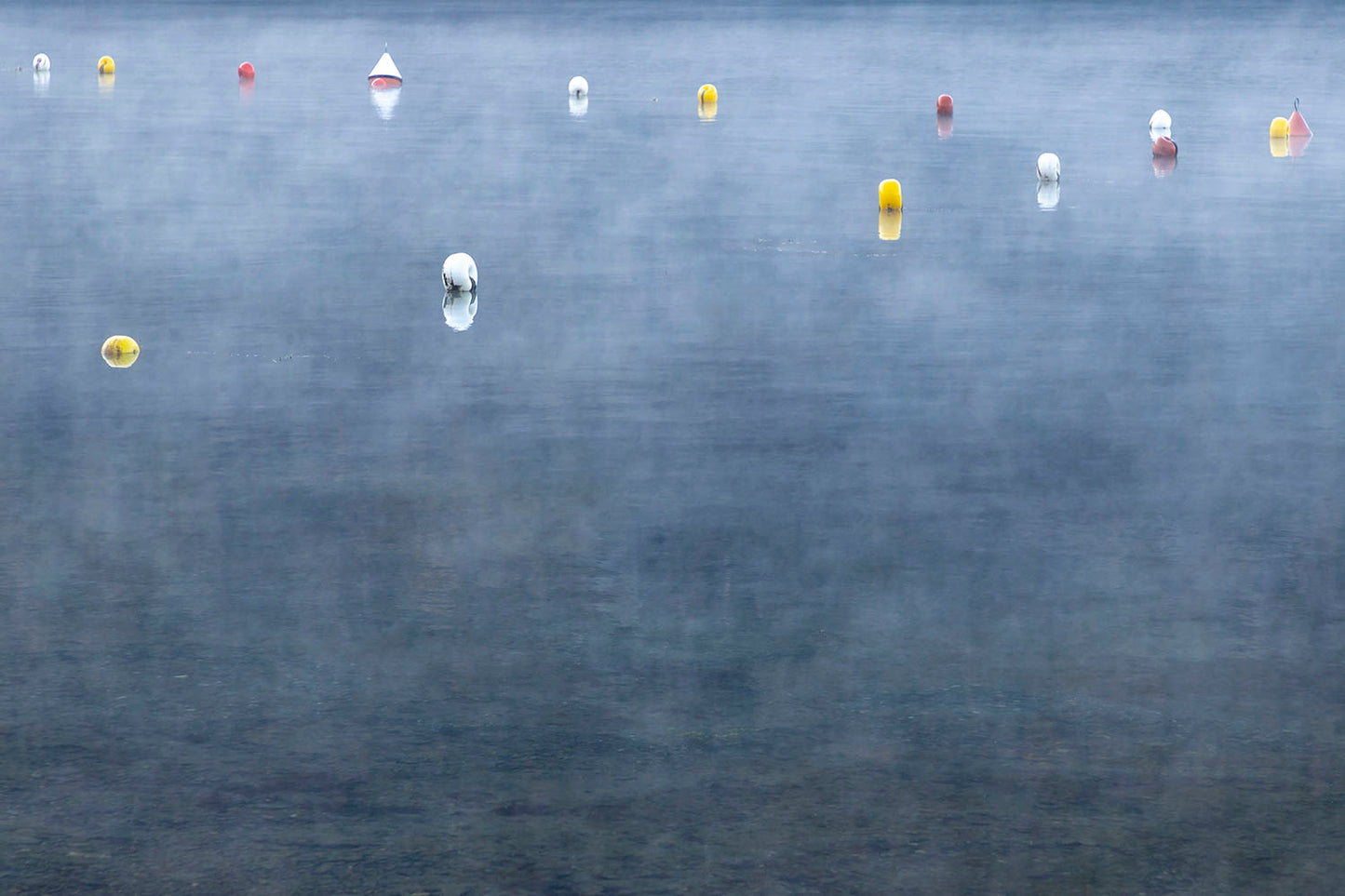 Fog