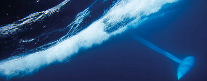 CARIBONI - everythings is possible